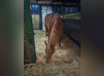 Edelbluthaflinger, Merrie, 4 Jaar, 149 cm, Vos