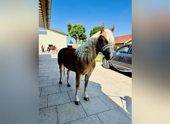 Edelbluthaflinger, Merrie, 5 Jaar, 147 cm, Vos
