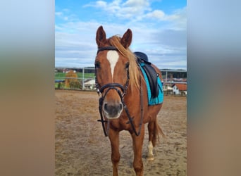 Edelbluthaflinger, Merrie, 5 Jaar, 148 cm, Vos