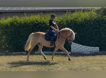 Edelbluthaflinger, Merrie, 6 Jaar, 147 cm, Vos