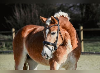 Edelbluthaflinger, Merrie, 6 Jaar, 148 cm, Vos