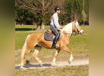 Edelbluthaflinger, Merrie, 6 Jaar, 150 cm, Lichtbruin