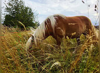 Edelbluthaflinger, Merrie, 6 Jaar, 150 cm, Vos