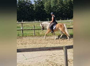 Edelbluthaflinger, Merrie, 7 Jaar, 151 cm, Vos