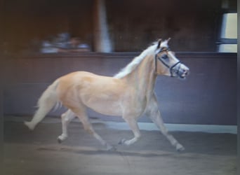 Edelbluthaflinger, Merrie, 7 Jaar