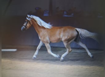 Edelbluthaflinger, Merrie, 7 Jaar