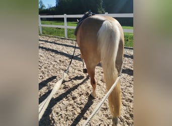 Edelbluthaflinger, Merrie, 8 Jaar, 145 cm, Vos
