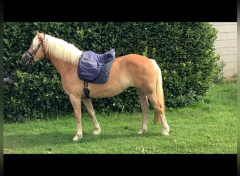 Edelbluthaflinger, Merrie, 8 Jaar, 150 cm, Donkere-vos