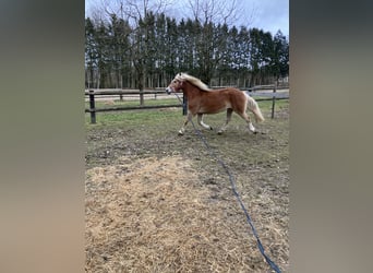 Edelbluthaflinger, Merrie, 8 Jaar, 150 cm, Donkere-vos