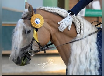 Edelbluthaflinger, Merrie, 8 Jaar, 153 cm, Vos