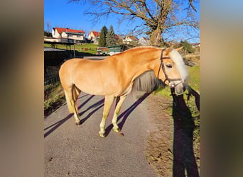 Edelbluthaflinger, Merrie, 8 Jaar, 153 cm, Vos