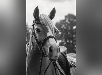 Edelbluthaflinger, Merrie, 9 Jaar, 152 cm, Vos