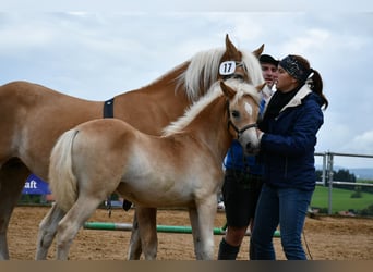 Edelbluthaflinger, Merrie, Veulen (04/2025), 112 cm, Vos