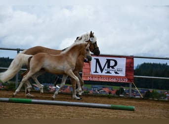 Edelbluthaflinger, Merrie, Veulen (04/2025), 112 cm, Vos
