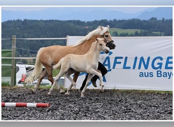 Edelbluthaflinger, Merrie, Veulen (05/2025), Vos