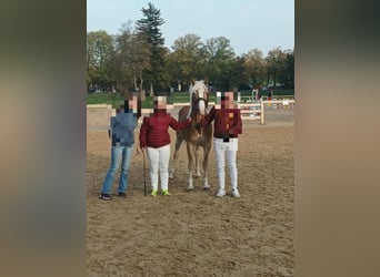 Edelbluthaflinger, Ogier, 2 lat, 148 cm, Kasztanowata