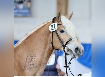 Edelbluthaflinger, Ogier, 2 lat, 151 cm, Kasztanowata