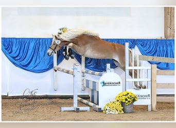 Edelbluthaflinger, Ogier, 2 lat, 151 cm, Kasztanowata