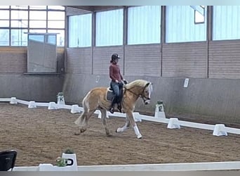 Edelbluthaflinger, Ruin, 10 Jaar, 152 cm, Palomino