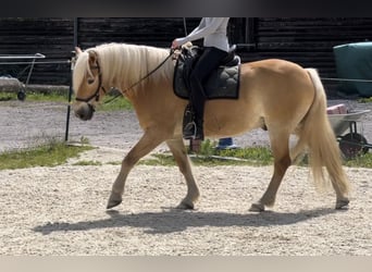 Edelbluthaflinger, Ruin, 11 Jaar, 151 cm, Vos