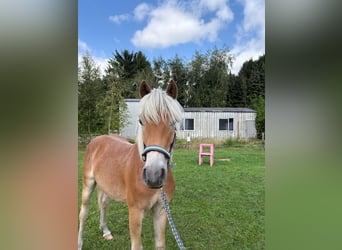 Edelbluthaflinger, Ruin, 1 Jaar, 143 cm, Vos