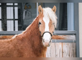 Edelbluthaflinger, Ruin, 2 Jaar, 147 cm, Vos