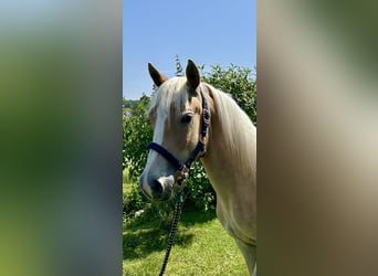 Edelbluthaflinger, Ruin, 2 Jaar