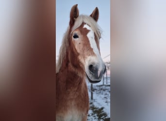 Edelbluthaflinger, Ruin, 3 Jaar, 149 cm, Vos