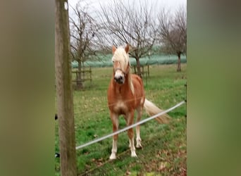 Edelbluthaflinger, Ruin, 3 Jaar, 150 cm