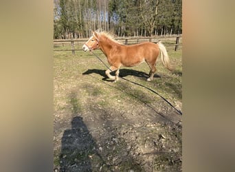 Edelbluthaflinger, Ruin, 3 Jaar, 150 cm, Lichtbruin