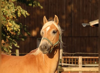 Edelbluthaflinger, Ruin, 3 Jaar, 150 cm, Vos