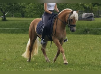 Edelbluthaflinger, Ruin, 4 Jaar, 142 cm, Vos