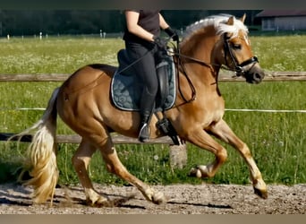Edelbluthaflinger, Ruin, 4 Jaar, 142 cm, Vos