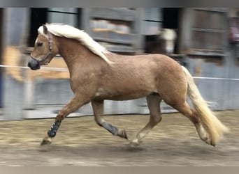 Edelbluthaflinger, Ruin, 4 Jaar, 142 cm, Vos