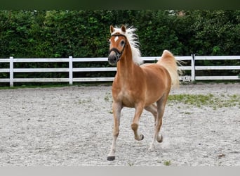 Edelbluthaflinger, Ruin, 5 Jaar, 152 cm, Vos