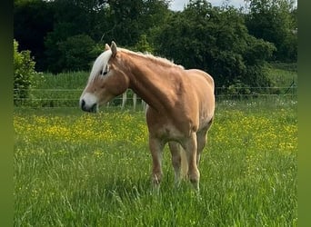 Edelbluthaflinger, Ruin, 6 Jaar, 153 cm, Vos