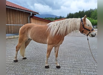 Edelbluthaflinger, Ruin, 6 Jaar, 153 cm, Vos