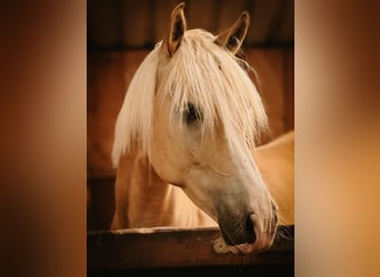 Edelbluthaflinger, Ruin, 6 Jaar, 156 cm, Palomino