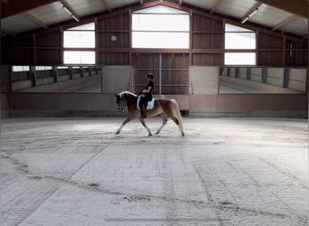Edelbluthaflinger, Ruin, 8 Jaar, 148 cm, Vos