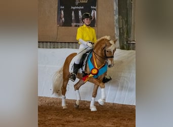 Edelbluthaflinger, Semental, 14 años, 145 cm, Alazán