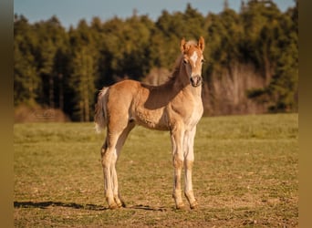 Edelbluthaflinger, Semental, 1 año, 150 cm, Alazán