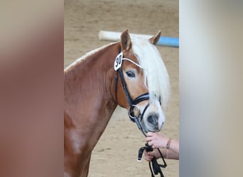 Edelbluthaflinger, Semental, 2 años, 147 cm, Alazán