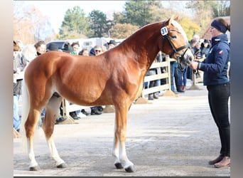 Edelbluthaflinger, Semental, 2 años, 147 cm, Alazán