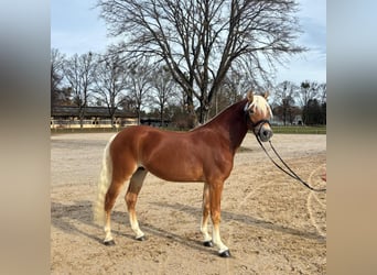 Edelbluthaflinger, Semental, 2 años, 147 cm, Alazán