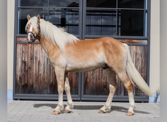 Edelbluthaflinger, Semental, 2 años, Alazán