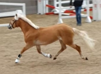 Edelbluthaflinger, Semental, 3 años, 144 cm, Alazán