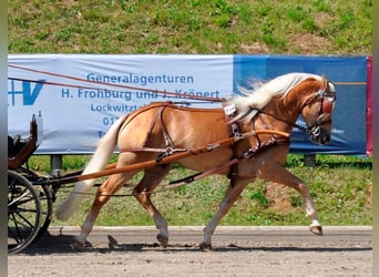 Edelbluthaflinger, Semental, 19 años, 149 cm, Alazán