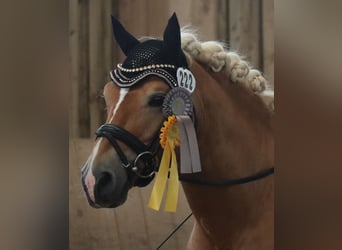 Edelbluthaflinger, Stallion, 13 years, 14,1 hh, Chestnut-Red