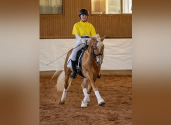 Edelbluthaflinger, Stallion, 14 years, 14.1 hh, Chestnut-Red