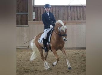 Edelbluthaflinger, Stallion, 14 years, 14.1 hh, Chestnut-Red